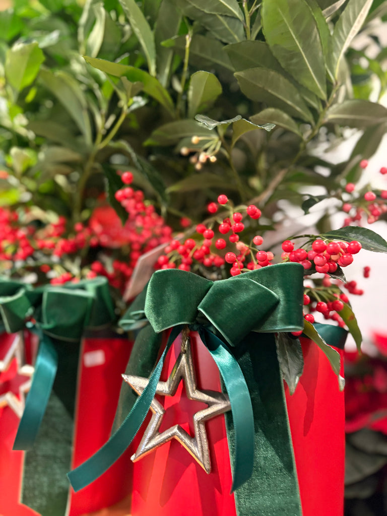 Ardisia naturelle en pot blanc avec baies rouges et ruban décoratif, création Les Fleurs du Marché à Beloeil.