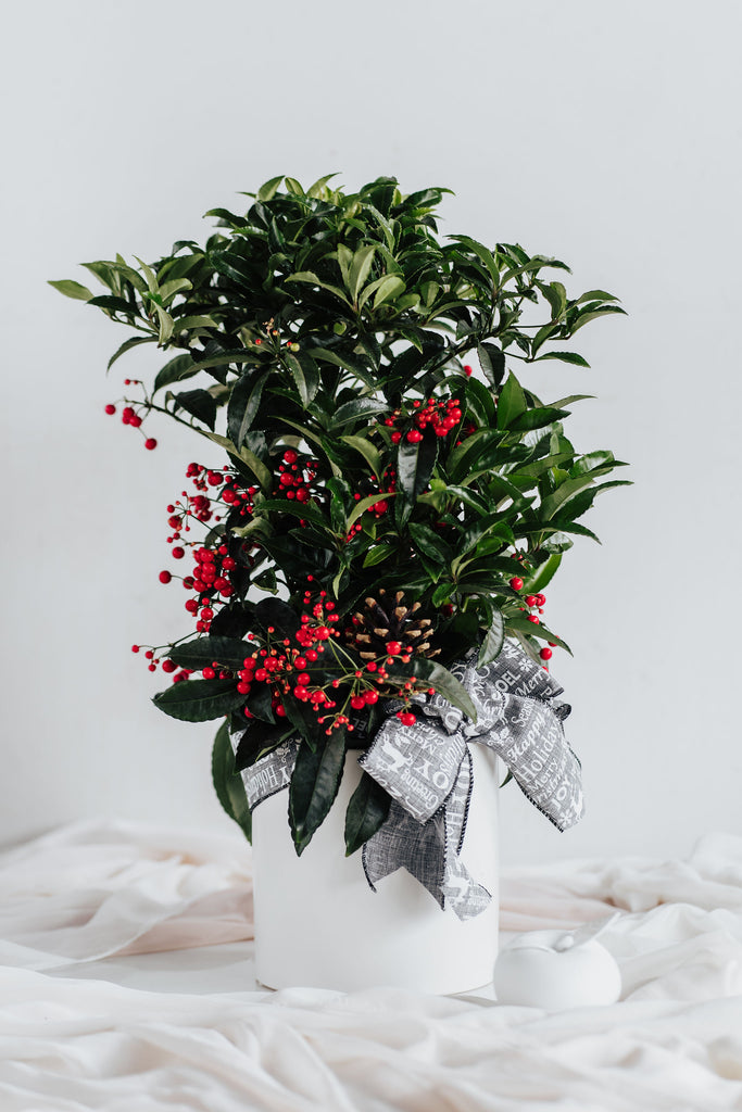 Ardisia naturelle en pot blanc avec baies rouges et ruban décoratif, création Les Fleurs du Marché à Beloeil.