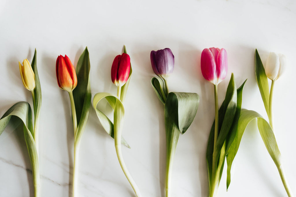 Choix de couleurs pour les tulipes